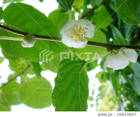 マタタビの木と花02の写真素材