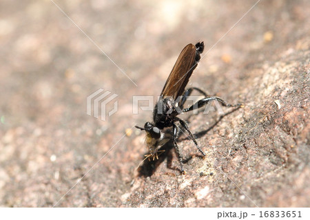 イシアブの仲間 イシアブの仲間 16833651