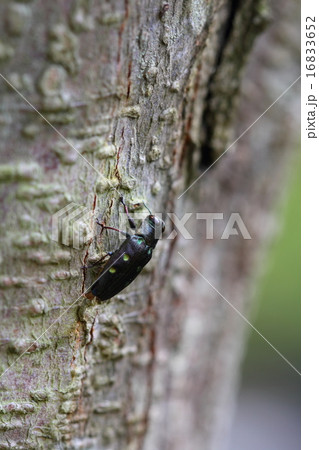 ムツボシタマムシ ムツボシタマムシ 16833652