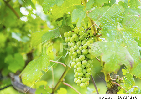 純国産ワイン畑 16834236