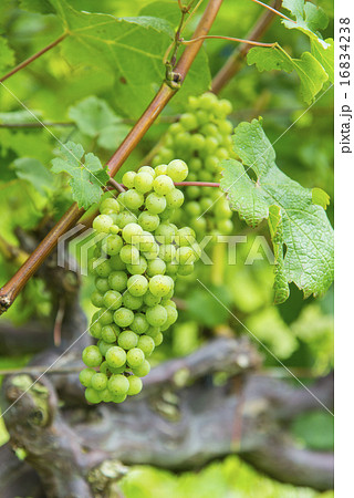 純国産ワイン畑 16834238