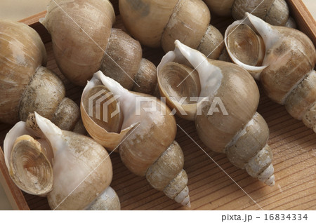 白バイ貝 16834334