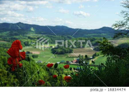 フラワーパラダイス　（北見市） 16834474