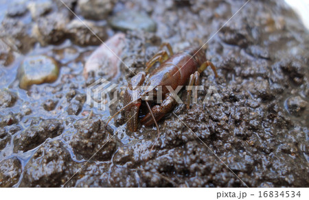 ニホンザリガニ ニホンザリガニ 16834534