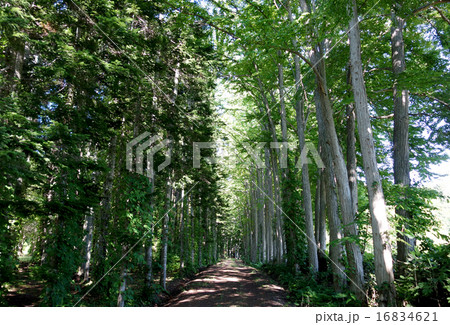 カツラとトドマツの並木道 16834621