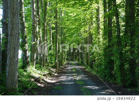 カツラ並木 16834622