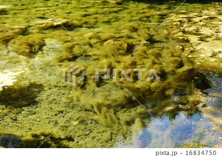 湧き水の貯水池に生えた藻01 16834750
