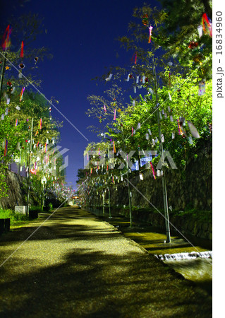 京の七夕　七夕の道 16834960