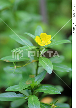 絶滅危惧植物　ミズキンバイ　(絶滅危惧II類(VU)) 16834975