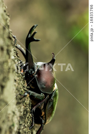 カブトムシ 16835766