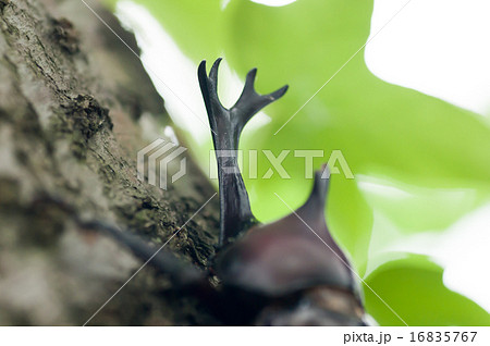 カブトムシ 16835767