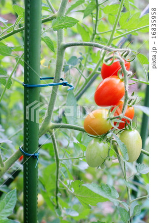 結束バンドで支柱に留めたトマト 16835958