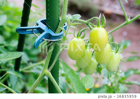 ガーデニング用ピンチで支柱に留めたトマト 16835959