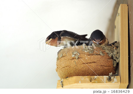 燕の雛 燕の雛 16836429