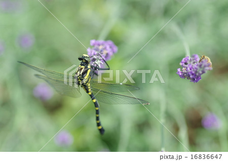 オニヤンマとラベンダー 16836647