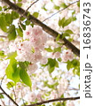 八重桜 16836743