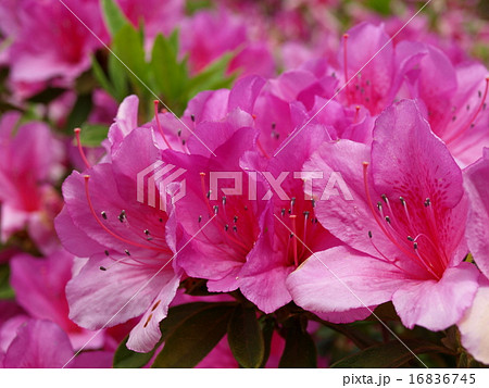 大紫つつじ 16836745