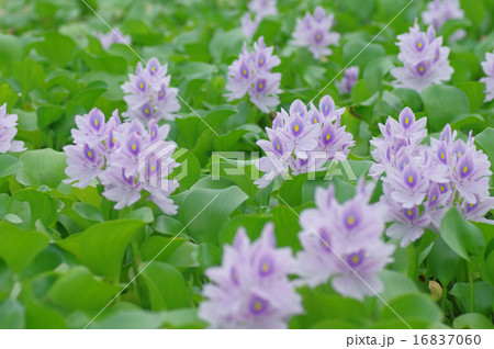 ホテイアオイ 16837060