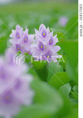 ホテイアオイ ホテイアオイ 16837063