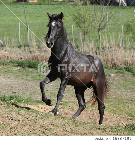 Young andalusian stallion running 16837199