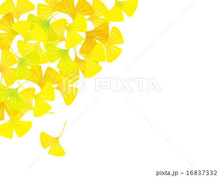 イチョウ 落ち葉のイラスト素材 16837332 Pixta