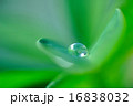 葉の上の丸いしずく 16838032