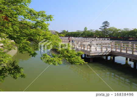 京都　長岡天満宮　八条ヶ池の新緑と水上橋 16838496
