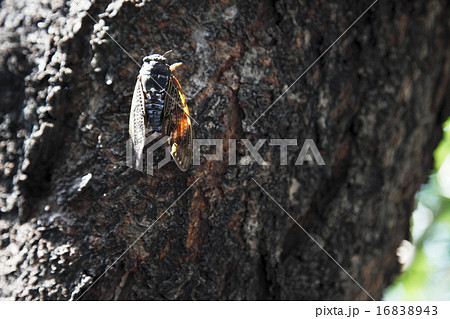 アブラゼミ 夏イメージ 16838943