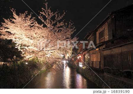 京都・祇園白川の夜 京都・祇園白川の夜 16839190
