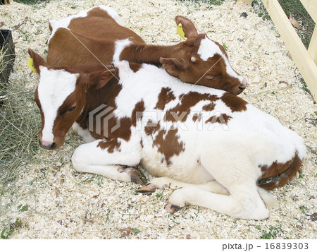 two calfs two calfs 16839303