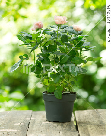 pink roses in a pot pink roses in a pot 16840666
