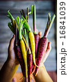Colorful carrots 16841039