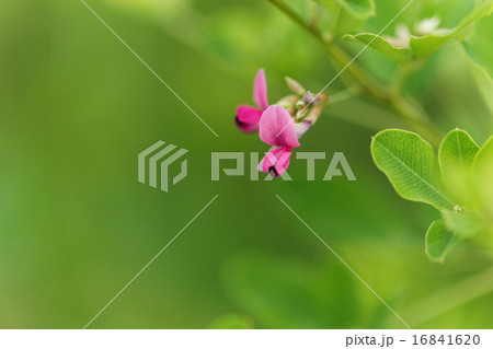 鮮やかな紅紫色の毛萩の花と蕾 鮮やかな紅紫色の毛萩の花と蕾 16841620