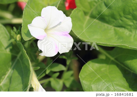 ペチュニアの花 16841681