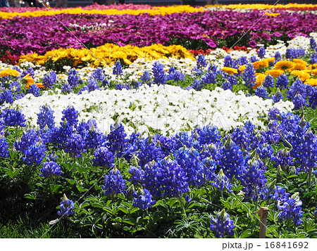 花いっぱい 16841692