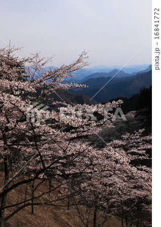 春の長野県池田町桜仙峡の写真素材