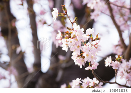 桜(アップ) 桜(アップ) 16841838