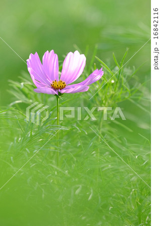 一輪のコスモス 一輪のコスモス 16842116