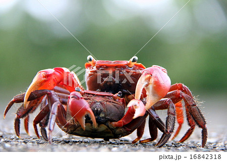 弁慶蟹の交尾の写真素材