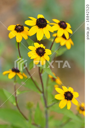 ルドベキア・タカオ 16842520