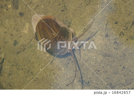 ジャンボタニシ 16842657