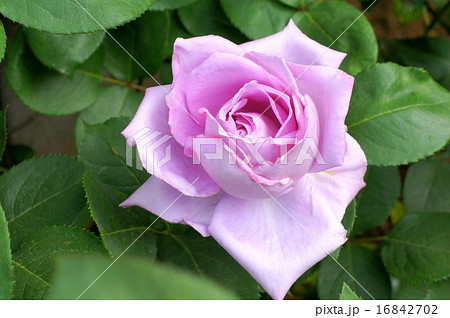 ブルームーンの表情 ブルームーンの表情 16842702