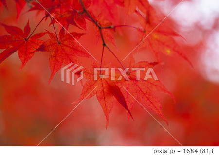 紅葉 16843813