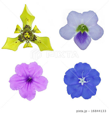 Water iris, Chinese violet, minnie root flowers 16844133