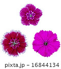 Dianthus or sweet William flower 16844134