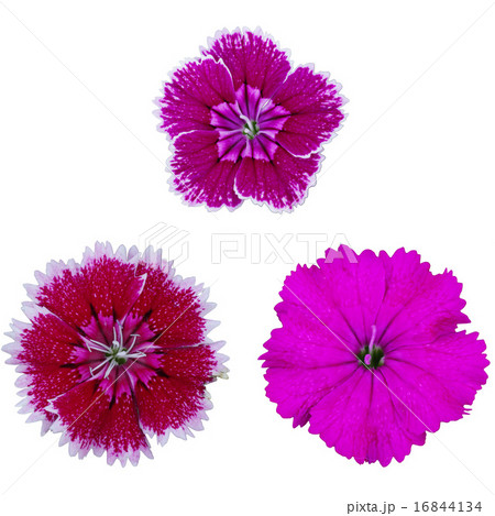 Dianthus or sweet William flower Dianthus or sweet William flower 16844134