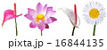 Lotus and flamingo flowers isolation 16844135