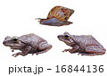 Frog and snail isolation 16844136