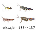 Short-horned grasshopper isolation 16844137
