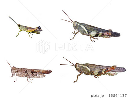 Short-horned grasshopper isolation Short-horned grasshopper isolation 16844137